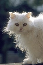 Persian cat, Long-haired cat, Backlight