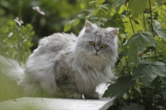 Persian cat, long-haired cat