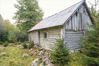 Old wooden shed in a forest glade in an old cultural landscape