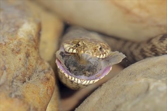 Dice snake (Natrix tessellata) with preyed fish, Provence, southern France