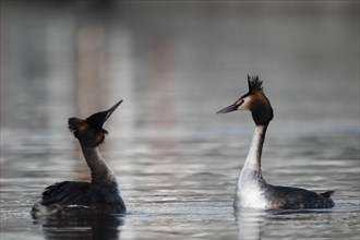 Great Crested Grebe (Podiceps cristatus), pair, courtship, mating dance, swimming on lake, Phoenix