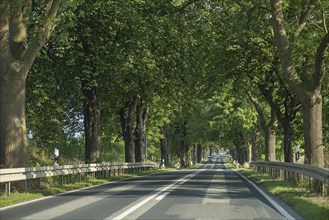 Chestnut avenue (Castanea) on a country road, Mecklenburg-Western Pomerania, Germany, Europe