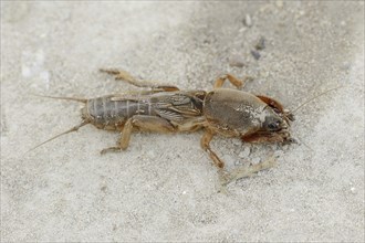 European mole cricket (Gryllotalpa gryllotalpa), Camargue, Provence, southern France