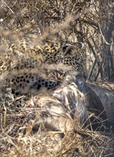 Leopard (Panthera pardus), adult female eating killed antelope, Kruger National Park, South Africa,