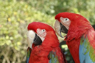 Red-and-green macaw (Ara chloroptera), animal portrait, animal pair, captive, occurrence in South