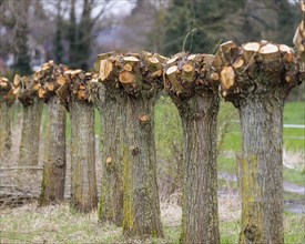 Pollarded willow cutting, Lower Rhine, Germany, Europe