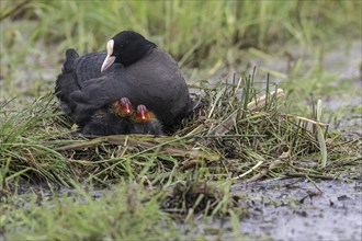 Common coot (Fulica atra) with chicks, Lower Saxony, Germany, Europe