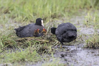 Common coots (Fulica atra) with chicks, Lower Saxony, Germany, Europe