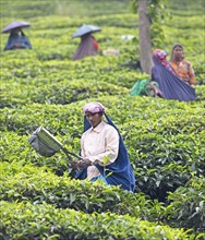 Indian tea picker on a tea plantation, Thekkady, Kerala, India, Asia