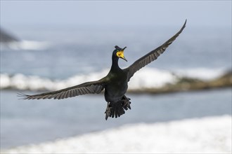 Common shag (Phalacrocorax aristotelis), in flight, Hornoya Island, Hornøya, Vardø, Varanger