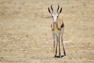 Springbok (Antidorcas marsupialis), standing in the dessert, captive, distribution Africa