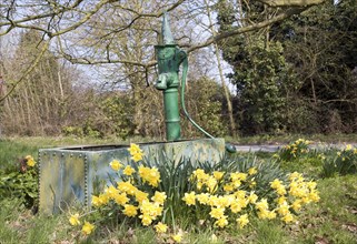 Daffodils around old village water pump, Earl Soham, Suffolk, England, UK