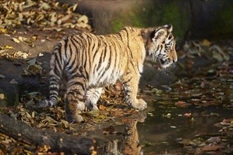 Close-up of a Siberian tiger (Panthera tigris altaica) cub, captive