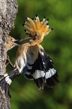 Hoopoe, (Upupa epops), breeding den, young feeding, hoopoe family, formerly raptors, Hides de El