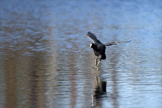 Coot rail, coot grouse (Fulica atra), adult bird, landing, mountain sink area, Bottrop, Ruhr area,