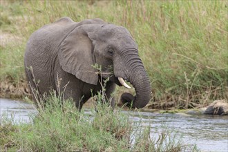 African bush elephant (Loxodonta africana), young adult male feeding on reeds in the bed of the