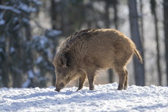 Wild boar (Sus scrofa), in the snow, Vulkaneifel, Rhineland-Palatinate, Germany, Europe