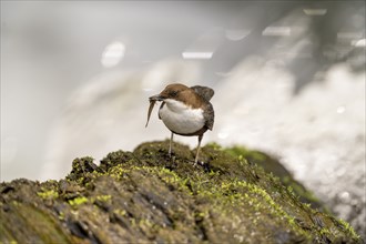 White-throated Dipper (Cinclus cinclus), at a torrent with prey in its beak, Rhineland-Palatinate,