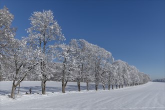 Tree avenue St. Johann, Swabian Alb, Baden-Württemberg, Germany, Swabian Alb, Baden-Württemberg,