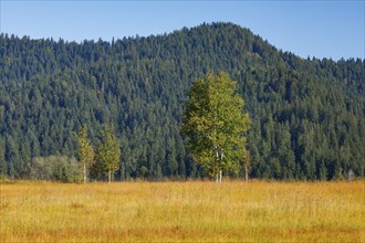 Birches in the Rothenthurm raised bog, Canton Schwyz, Switzerland, Europe