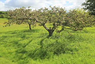 Apple blossom on trees in small garden orchard in Spring, Cherhill, Wiltshire, England, UK