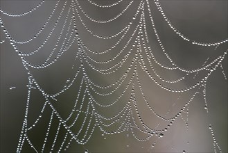 Close up of spider web, spiderweb, spiral orb web covered in dew waterdrops