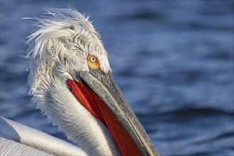 Dalmatian Pelican (Pelecanus crispus), portrait, red throat pouch, Lake Kerkini, Greece, Europe