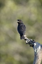 Swallow winged Puffbird, Chelidoptera tenebrosa tenebrosa, Amazon Basin, Brazil, South America