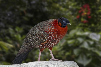 Satyr tragopan, crimson horned pheasant (Tragopan satyra) male in forest, native to the Himalayan