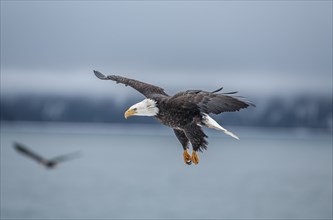 Bald eagle, Haliaeetus leucocephalus, flying, adult, winter, Homer, Alaska, USA, North America