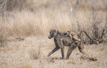 Chacma baboons (Papio ursinus), young sitting on the mother's back, foraging in dry grass, Kruger