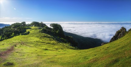 Aerial view of idyllic scenic Fanal Laurisilva forest with centuries-old til trees above clouds.