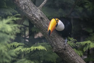 Toco toucan (Ramphastos toco), Vogelpark Walsrode, Lower Saxony, Germany, Europe