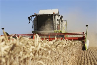 Harvesting grain with a combine harvester in a field near Ludwigshafen