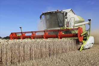 Harvesting grain with a combine harvester in a field near Ludwigshafen