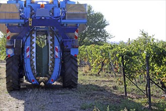 Grape grape harvest with full harvester in the district of Bad Dürkheim, Rhineland-Palatinate