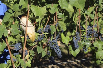 Grape grape harvest: Hand-picking Pinot Noir grapes in the Palatinate