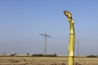 Green asparagus in the field against a blue sky