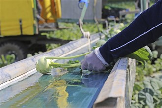 Agriculture kohlrabi harvest: Harvesters from the Schmitt vegetable farm in Hockenheim