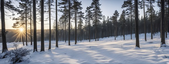 Peaceful snowy forest clearing at dawn with snow softly blanketing the ground and frost-covered