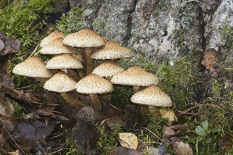 Shaggy scalycap, (Pholiota squarrosa), Conditionally edible mushroom, Mushrooms, Group at the foot