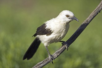 Magpie Thrush, (Turdoides bicolor), Magpie Thrush on a branch Farm Ondekaremba, Namibia, Africa,