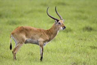 Greater antelope, (Kobus leche), Greater antelope buck, Mahango NP, Caprivi, Namibia, Africa