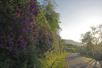 Lonely road at sunset, lined with purple flowers and green trees, rhododendrons, Highlands,