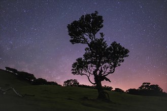 Centuries-old til trees in fantastic magical idyllic Fanal Laurisilva forest in night with starry