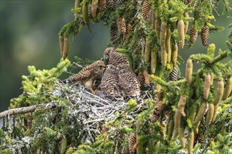 Common kestrel (Falco tinnunculus), female adult bird feeding young birds not yet ready to fly in