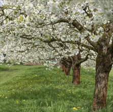 Flowering cherry trees (Prunus avium), Franconia, Bavaria, Germany, Europe