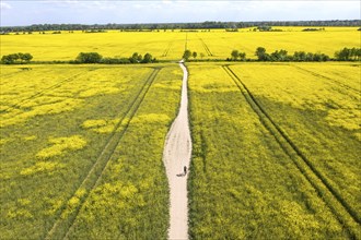 Teltow, 13.05.2023, Aerial view, Racing cyclist riding along blossoming rape fields