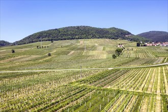 Aerial view of vineyards in the southern wine route, Frankweiler, 25 05 2023