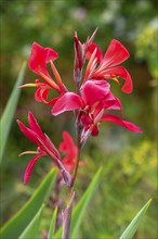 Cannas (Canna), Botanical Garden, Erlangen, Middle Franconia, Bavaria, Germany, Europe